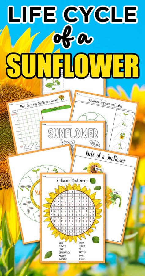 Sunflower Activity, Free Fall Worksheets, Fall Worksheets For Kids, September Crafts For Kids, Sunflower Word, Sunflower Life Cycle, Sunflower Coloring, Printable Sunflower, Sunflower Coloring Pages