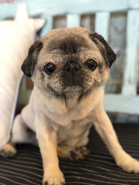 Puggy Old Pug, Black Pug Puppies, Baby Pugs, Pug Pictures, New Haircut, Pug Puppies, Pugs Funny, Cute Pugs, Pug Lover