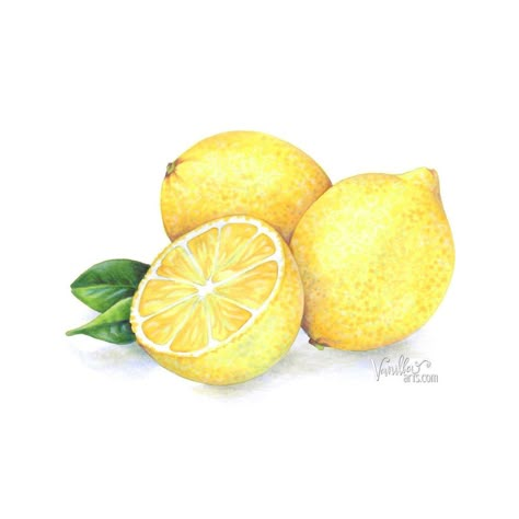 Free Digi Club: Lemon Zest - Color it with Copic, colored pencil, or watercolor — Vanilla Arts Co. Lemon Drawing, Lemon Watercolor, Lemon Painting, Lemon Art, Watercolor Fruit, Painting Workshop, Copic Coloring, Art Style Inspiration, Color Pencil Art