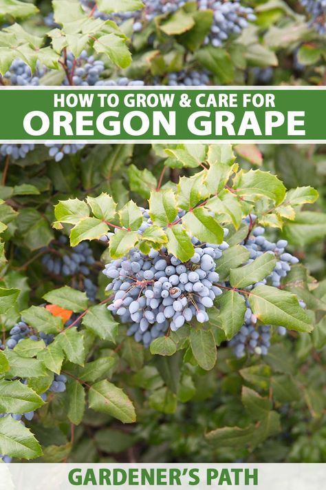 Oregon Grape Plant, Grape Plant, Plant Diy, Oregon Grape, Vegetable Benefits, Wild Garden, Growing Grapes, Edible Landscaping, Plant Pictures