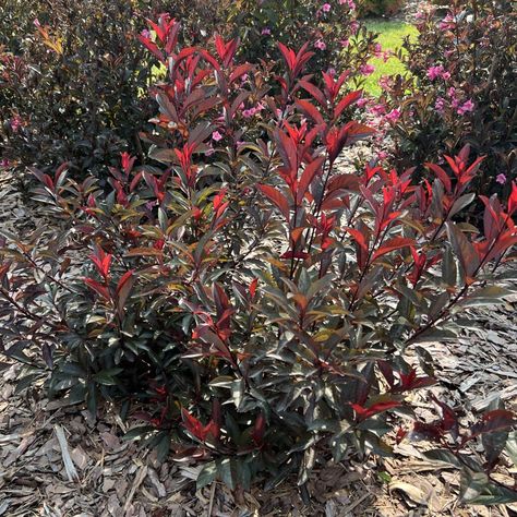 Purple Leaf Sand Cherry - STAY CLASSY™ Prunus - Order Online Purple Leaf Sand Cherry Bush, Sand Cherry Shrub, Purple Leaf Sand Cherry, Sand Cherry, Proven Winners Perennials, Long Blooming Perennials, Gothic Garden, Garden Calendar, Lavender Plant