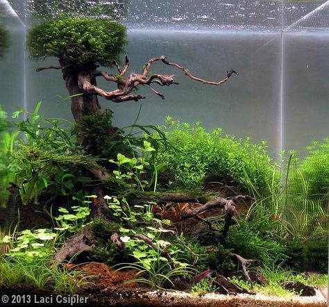 Next Aquascape ▻ Fish Tank Terrarium, Amazing Aquariums, Cool Fish Tanks, Fish Tank Design, Aquascape Design, Aquarium Driftwood, Aquarium Terrarium, Fresh Water Fish Tank, Nano Aquarium