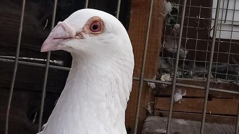 Racing Pigeons For Sale, Pigeons For Sale, Pet Pigeon, Pigeon Pictures, Homing Pigeons, White Pigeon, Pigeon Breeds, Racing Pigeons, German Beauty