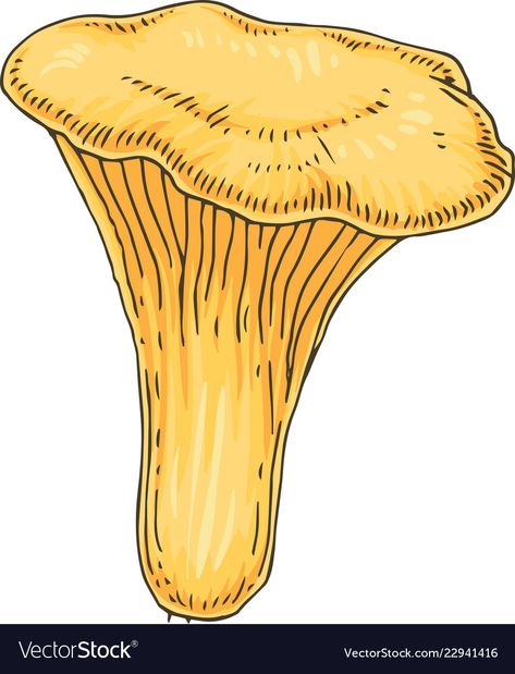 Golden Chanterelle, Mushroom Vector, Golden Mushroom, Edible Mushrooms, Hand Drawn Illustration, Mushroom Art, Drawn Illustration, Preschool Crafts, Adobe Illustrator