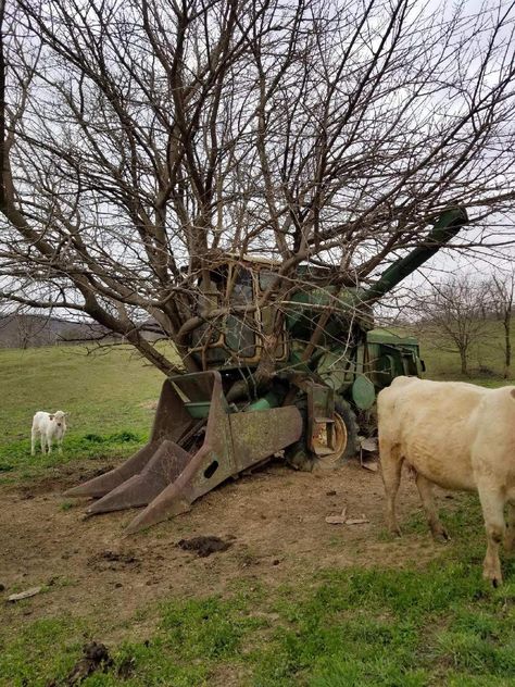 John Deere 45 John Deere Pictures, John Deere Tractors Pictures, Farm Humor, Bizarre Pictures, John Deere Tractors Farms, John Deere 400, Weird Trees, Picture Tree, Old Farm Equipment