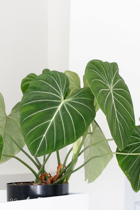 7 Heart Shaped Plants Perfect for Valentine's Day Heart Shaped Plants, Statement Plants, Big Indoor Plants, Wishlist Plants, Philodendron Gloriosum, Popular Plants, Heart Shaped Leaves, Philodendron Plant, Big Plants