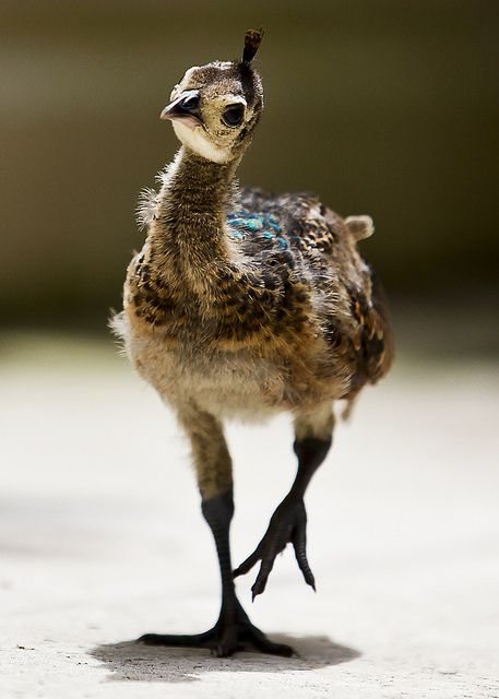 Baby peacock (Asian peafowl) ~ photographer Thomas Motyka   . . . .   ღTrish W ~ http://www.pinterest.com/trishw/  . . . .  #nature #myt Baby Peacock, Fat Bird, Gallery Wallpaper, Baby Bird, Bird Pictures, Pretty Birds, An Animal, Animals Friends, Love Birds