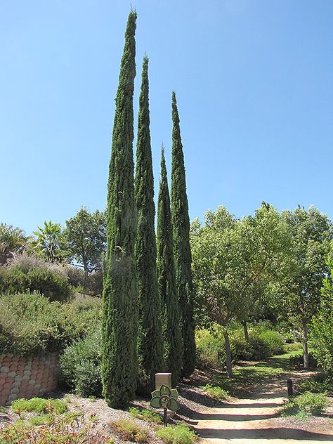 Sammamish Washington, Italian Cypress Trees, Garden Sanctuary, Italian Cypress, Cupressus Sempervirens, Mountain Nursery, Rainbow Garden, Farm Nursery, Sandy Soil