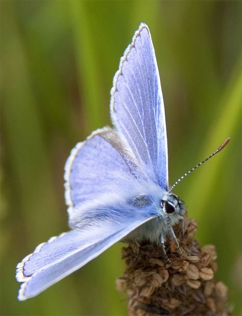 Pretty Insects, Exotic Butterflies, Common Blue Butterfly, Uk Countryside, Tiny Creatures, Butterfly Nature, Blue Butterflies, Butterfly Photos, Beautiful Bugs