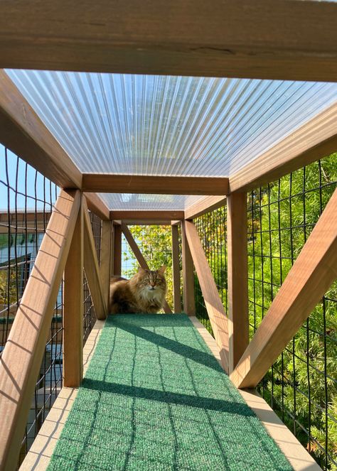 Cat Runs, Skyways, and Bridges - Custom Catios Cat Room Indoor, Cat Rooms Indoor, Indoor Cat Room Ideas, Cat Tunnel Diy, Cat Tunnel Outdoor, Cat Room Ideas, Cat Room Diy, Cat Rooms, Cat Walkway