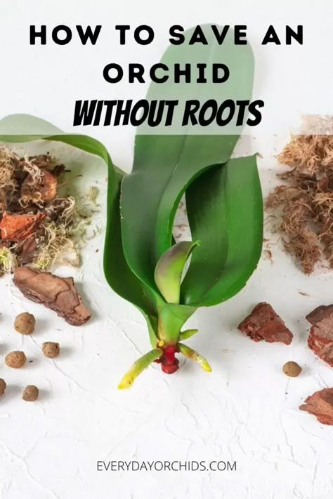 Read this for a helpful step-by-step guide on how to save an orchid if it has lost its roots. Includes instructions on how to grow new orchid roots and tips on orchid care. #orchid #orchidroots #orchidhelp #orchidcare How To Root An Orchid, How To Save An Orchid, Plants Display Ideas, Orchid Kokedama, Orchid Propagation, Orchid Pests, Phalaenopsis Orchid Care, Repotting Orchids, Orchids In Water