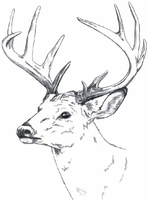 Deer Wood Burning Pattern, Buck Deer Drawing, Deer Head Sketch, Elk Drawing Sketch, How To Draw A Deer Head, Elk Drawing Easy, Deer Drawing Sketches, Elk Sketch, Buck Drawing