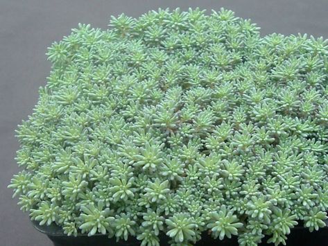 Sedum hispanicum (Spanish Stonecrop) Sedum Succulent, Sedum Plant, Growing Succulents, Ground Cover Plants, Cactus Y Suculentas, Ground Cover, Drought Tolerant, Caicos Islands, Garden Seeds