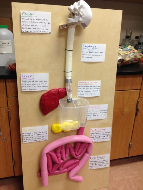 this. Describe what worked and what didn't work on your final model. Everything worked fine on the final model except our amylase powder went missing mysteriously during the day before the presentation night, also the cotton candy got stuck in the esophagus sometimes. Also, a tooth broke off the skull. What was the feedback you received from the judges? The judges mostly asked about parts of the digestive system we didn't functionally cover, as well as questions about materials such as the live Digestive System Project For Kids, Digestive System For Kids Project, Digestive System Model Project, Digestive System Diagram Project, Organ System Project, Human Digestive System Model, Digestive System Project, Digestive System Activities, Digestive System For Kids