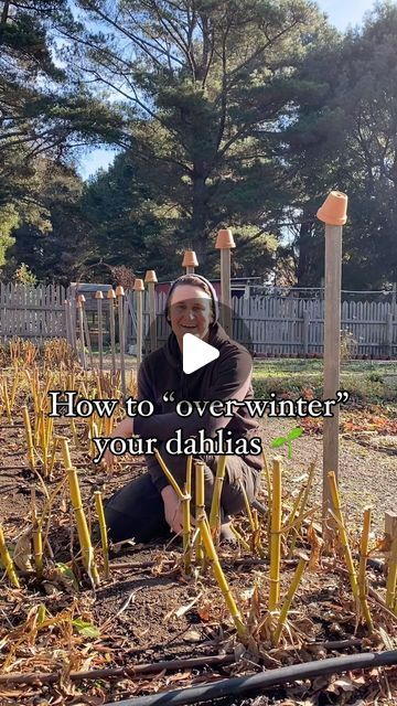 Janae & Chris ~ Flower Farm on Instagram: "🌱Overwintering Dahlias 🌱  One of the biggest changes we have made with our dahlia growing methods over the last few years has been transitioning to keeping most in the ground over winter, rather than pulling and storing them each year when they are dormant.  A very clever grower near Philadelphia, Jennie Love, got us into it a while back, as she has successfully overwintered her dahlias for years now, and has spoken about it extensively in her blog and brilliant podcast.  If you have good drainage, and don’t need to pull the dahlia clump (eg to move it, divide it, etc), just keep it in the ground! It saves on labour and storing dahlias can often be the trickiest aspect of dahlia care.  And… the perks are numerous. Overwintered dahlias come on qu Overwintering Dahlias, Dahlia Growing, Dahlia Care, Gardens Of The World, Dahlias Garden, Growing Dahlias, Overwintering, Move It, Flower Farm