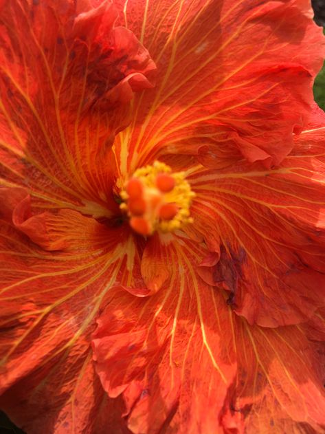 Orange Hibiscus Aesthetic, Hibiscus Aesthetic, Flower Island, Fairycore Wallpaper, Orange Aura, Orange Hibiscus, Love The Earth, Nature Spirits, Nothing But Flowers