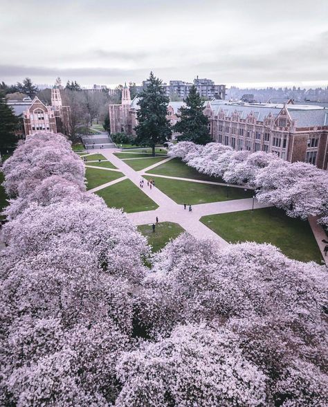 Seattle Pulse (@seattlepulse) on Instagram: “Happy #Easter, #Seattle. (: @rudy_willingham) #seattlepulse” University Of Washington Seattle, Seattle Photos, College Architecture, Washington Seattle, The Emerald City, Dream College, Dream School, University Of Washington, College Campus