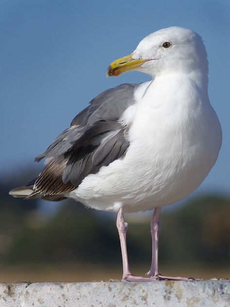 Sea Gull | He was just hanging out on a stone wall. | fluffyrazor | Flickr Seagull Images, Seagull Aesthetic, Seagull On Post, Seagull Photo, Laughing Seagull, Lino Ideas, Seagulls Flying Photography, Beach Lifeguard, Sea Gull