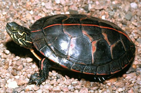 The Southern Painted Turtle is an attractive turtle that is commonly kept as a pet. Southern Painted Turtle, Eastern Painted Turtle, Turtles For Sale, Types Of Turtles, Freshwater Turtles, Turtle Care, Painted Turtle, Tortoise Care, Turtle Pond