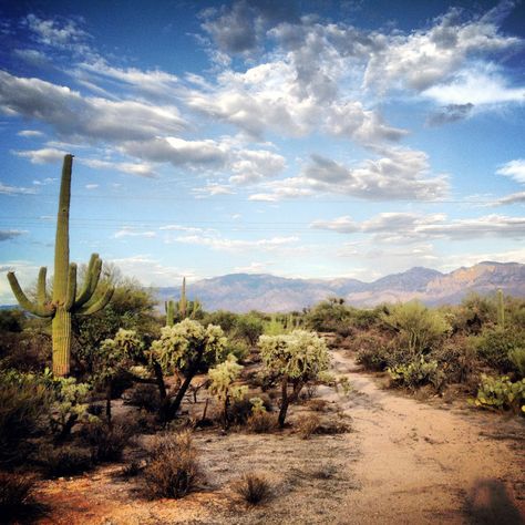 You Should Avoid These 8 Most Dangerous Spots In Arizona Nature Arizona Desert Landscape, Arizona Nature, Desert Arizona, Desert Scenes, Usa Road Trip Ideas, Sonora Desert, Desert Places, Desert Beauty, Desert Aesthetic