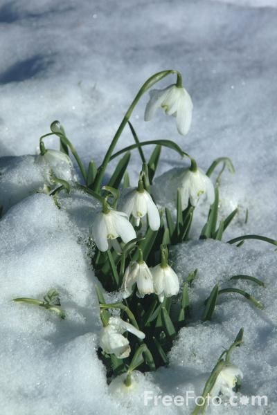 First blooms of Spring Frozen Snowflake, Snow Drops, Winter Beauty, Snow Scenes, Winter Wonder, English Garden, Winter Garden, Lily Of The Valley, Winter Time