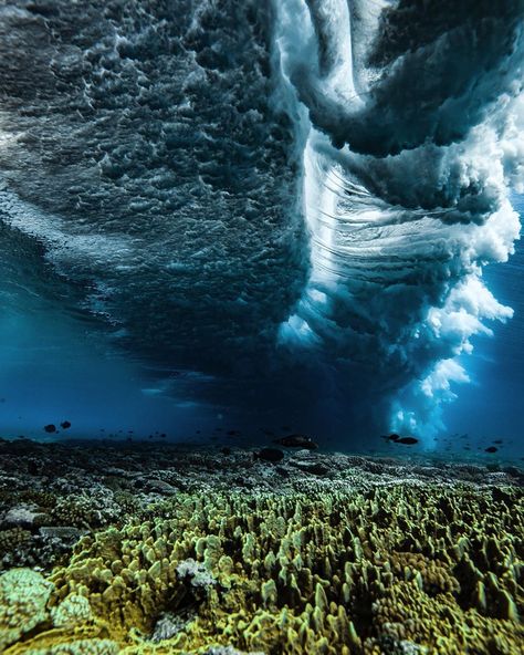 Ben Thouard on Instagram: “The life under the wave of Teahupo’o  @coralgardeners” Paul Gauguin Tahiti, Gauguin Tahiti, Tahiti Wedding, Teahupoo Tahiti, Tahiti Honeymoon, Papeete Tahiti, Moorea Tahiti, French Polynesian Islands, Life Underwater