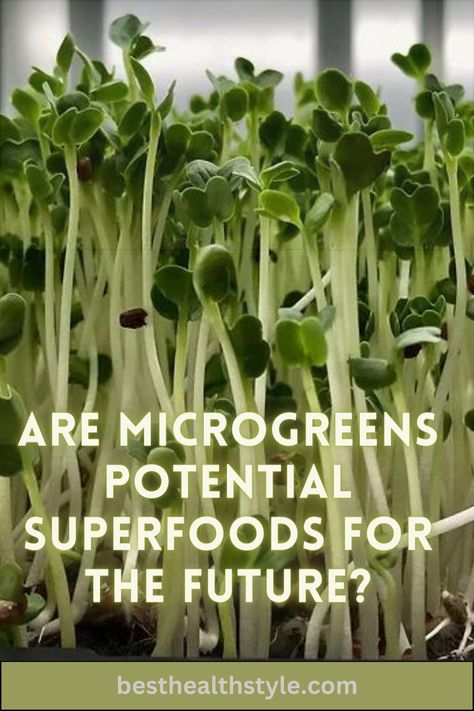 Discover the potential of microgreens as future superfoods. Packed with nutrients and flavor, these tiny plants offer a convenient way to boost your diet. Find out about their health benefits, culinary versatility, and sustainability. Could microgreens be the key to a healthier future? Click on the link to read the full review. #microgreens #superfood #nutrients #sustainability #HealthyFuture Microgreens Benefits Healthy, Microgreen Health Benefits, How To Eat Microgreens, Sunflower Microgreens Benefits, Micro Green Nutrients, Best Health, Tiny Plants, Superfoods, Health Benefits