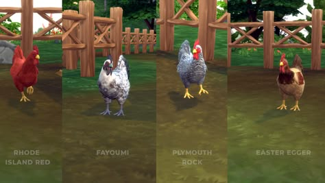 Freebie: Chicken Breed Pack 1 Sims 4 Chicken Cc, Sims 4 Chicken Coop Cc, Sims 4 Horse Ranch Cc, Realistic Sims, Sims 4 Cottage, Sims Pets, Ts4 Mods, Sims Medieval, Cc Furniture