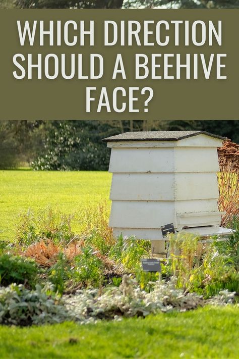 beehive in the backyard Beehive Placement, Beehives Garden, Beehive Garden, Bee Farming, Keeping Bees, Habitat Garden, Honey Bee Hives, Bee Hives, Bee Farm