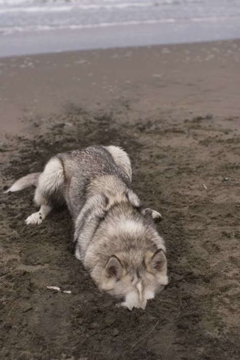 . My Husky, Moon Moon, A Wolf, Blue Heeler, Siberian Husky, 귀여운 동물, Rottweiler, Cuteness Overload, Greyhound