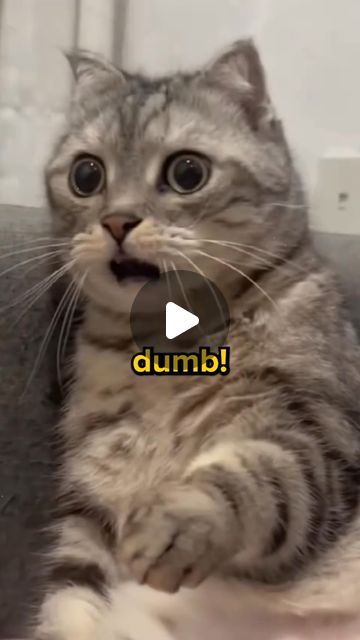 Cuddles Meow on Instagram: "How smart is your cat? 🤔" Cats Meowing, Cat Meowing, Cat Stuff, April 19, Funny Cat Videos, Cats Meow, Cat Gif, Funny Cat, Funny Cats