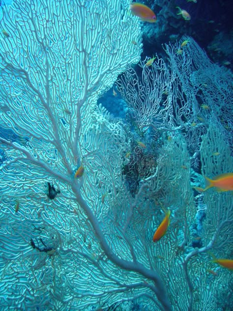 Deep Sea Coral, Shells Underwater, Coral Reef Aesthetic, Coral Structure, Coral Photography, Coral Reef Photography, Coral Texture, Sea Fan Coral, Sea Texture