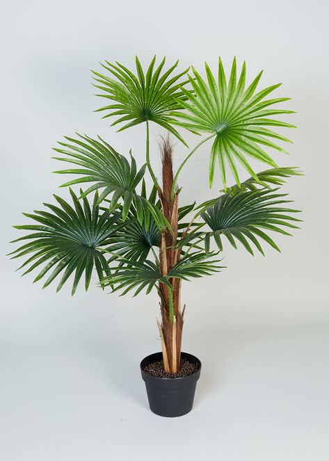 Mini Palm Tree in Pot (90cm) Palm Tree In Pot, Potted Palm Trees, Palm Tree Images, Mini Palm Tree, Patio Images, Round Patio Table, Palm Tree Decorations, Patio Pictures, Tree In Pot