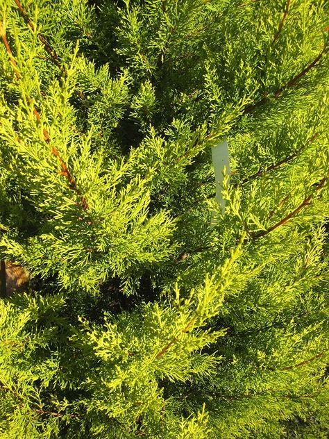 Golden Monterey Cypress - Cupressus macrocarpa Goldcrest - Chew Valley Trees Cupressus Macrocarpa, Monterey Cypress, Privacy Plants, Evergreen Trees, Monterey, Bright Yellow, Garden Plants, Trees, Yellow