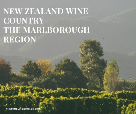 The Marlborough Region - Where to stay and our favorite vineyards in New Zealand's home of Sauvignon Blanc (and others) - The Tumbling Nomads Waitomo New Zealand, Coromandel New Zealand, Tongariro Alpine Crossing New Zealand, Marlborough New Zealand, Marlborough Sounds New Zealand, Cloudy Bay, Awkward Pictures, New Zealand Wine, Tandem Bicycle