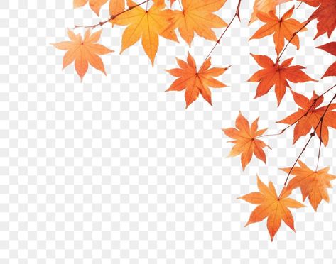 Border Transparent, Fall Borders, Leaves Border, Leaf Png, Thanksgiving Background, Leaf Border, Leaves Autumn, Autumn Leaf, Fall Design