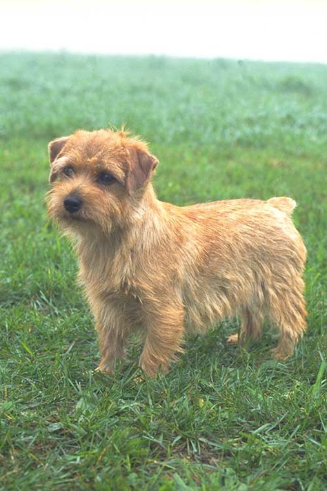 Norfolk Terrier Dog Breed Information Stanford Terrier, Terriers Breeds, Norfolk Terrier Puppies, Wallpaper Dog, Tattoo Dog, Akc Breeds, Lakeland Terrier, Aesthetic Dog, Kerry Blue Terrier