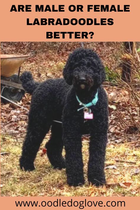 Find out characteristics such as size, trainability, energy levels, the diseases which each gender is susceptible to and more about each gender of labradoodle so you can get the gender that suits you the most. Black And White Labradoodle, Labradoodle Haircut Style, Labradoodle Black, Labradoodle Haircut, White Labradoodle, Black Labradoodle, Male Vs Female, First Haircut, Haircut Style