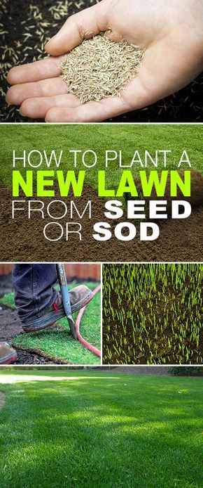 How To Plant a New Lawn From Seed or Sod! • Starting a new lawn from seed or sod isn’t complicated, it’s just a bit of elbow grease and some simple steps. Click thru to see the steps and tips! #newlawn #planting #tips #care #prep #grass #sod #seed #thegardenglove How To Grow Grass, Growing Grass From Seed, Planting Grass Seed, Garden Ideas Indoor, Planting Grass, Diy Gardening Ideas, Seeding Lawn, Growing Grass, Aerate Lawn