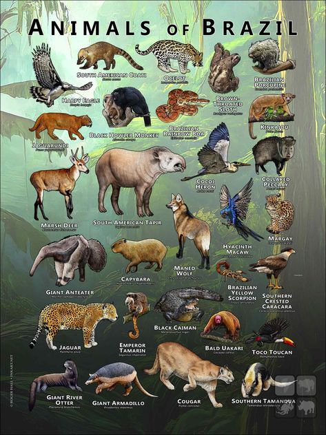 Poster featuring scientifically accurate illustrations of various wild animals native to nation of Brazil printed on high quality paper. Animal Information Poster, Animal Species Chart, Brazil Animals, Animals Of North America, Endangered Animals Poster, Animals Of Australia, Brazil Poster, Brazil Wildlife, Animals Name In English