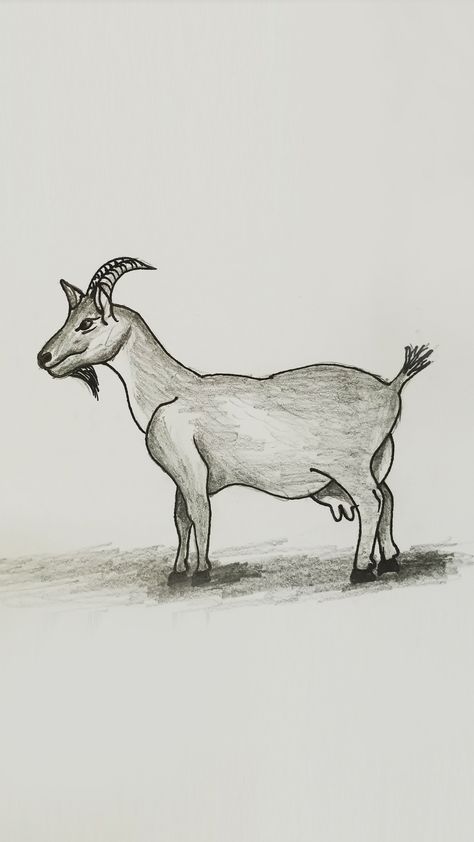 how to sketch a goat step by step for beginners Goat Sketch, Goat Drawing, Sketching Skills, How To Sketch, Drawing Realistic, Pencil Sketch Drawing, A Goat, Wood Burning Art, Sketch Ideas