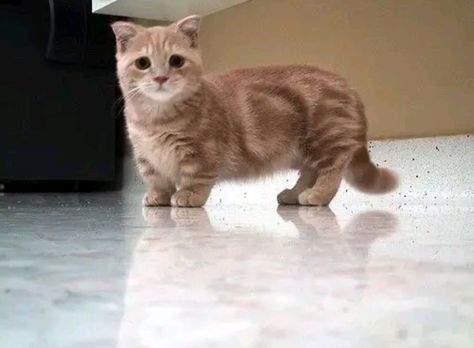 Short Legged Cats, Gato Munchkin, Munchkin Kitten, Funny Cat Faces, Munchkin Cat, Tiny Cats, Cute Cat Breeds, Silly Cats Pictures, Cat Pictures