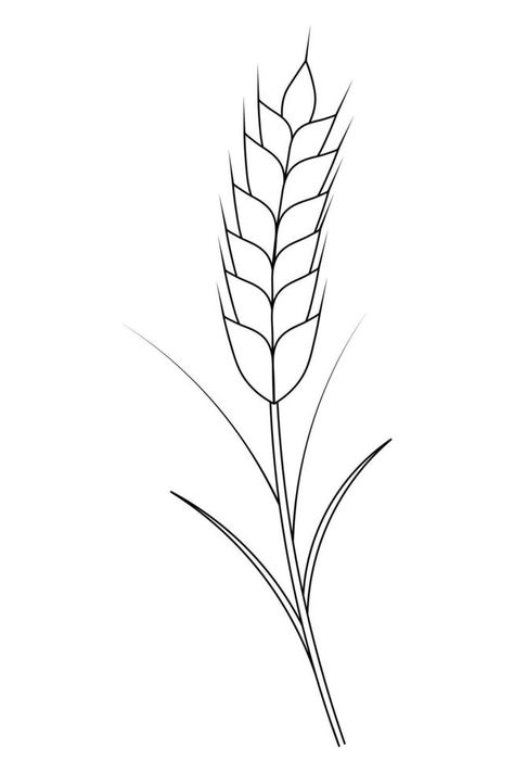 Ear of wheat. Rye. A cereal crop needed to make flour. Sketch. Gathering the summer harvest. Ear Of Corn Drawing, Corn Field Drawing, Wheat Drawing, Corn Drawing, Wheat Tattoo, Make Flour, Pearl Millet, Summer Harvest, Ears Of Corn