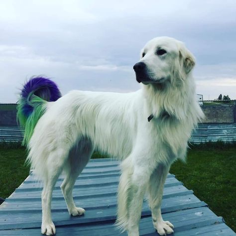 Dog Hair Dye, Dog Dye, Creative Grooming, Dog Hair, Dog Pictures, Dyed Hair, Golden Retriever, Labrador Retriever, Color Design