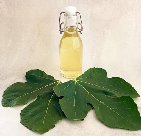 Fig Leaf Syrup, Fig Leaf Recipes, Fig Fruit Tree, Fig Leaf Tea, Fig Syrup, Edible Leaves, Foraging Recipes, Cocktail Syrups, Foraged Food