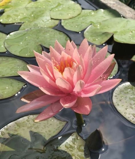 Lotus Flowers Aesthetics, Lotus Flower Reference, Water Lily Flower Aesthetic, Water Lillie’s, Lily Pads Aesthetic, Lilies Flowers Aesthetic, Waterlily Aesthetic, Water Lily Aesthetic, Lotus Pond Garden