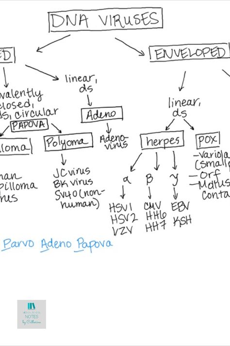 Microbiology Aesthetic Notes, Virology Microbiology, Mcat Study Aesthetic, Medschool Notes, Mcat Studying, Microbiology Notes, Microbiology Study, Mcat Study, Diagram Chart