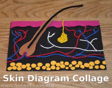 How to Make a Skin Diagram Collage - http://susanevans.org/blog/skin-diagram-collage/ Skin Layer Project Ideas, Integumentary System Diagram, Skin Structure Project, Integumentary System Model, Skin Layers Project, Layers Of The Skin Project, Skin Diagram Project, Skin Layers Anatomy Project, Integumentary System Activities