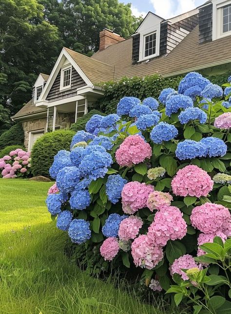 Large Hydrangea, Hydrangea Bush, Painting Inspo, American Home, Gardening Tips, Hydrangea, Focal Point, Flowers, Beauty