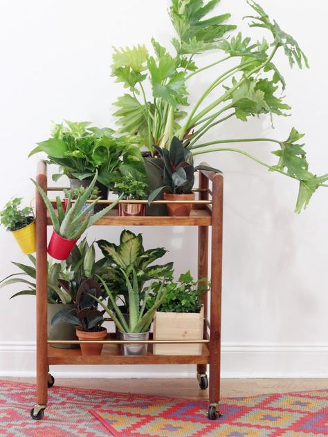 10 Creative Ways to Use a Bar Cart in Any Room | Room Makeovers to Suit Your Life | HGTV Bar Cart Plant Stand, Fruit Trees In Containers, Privacy Plants, Room Makeovers, Watering Hole, Budget Ideas, Outdoor Entertaining Spaces, Space Room, Small Outdoor Spaces